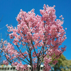 春の一枚 みなとみらいで満開な桜見つけました❗(1枚目)