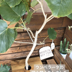 インテリア/ワイン樽/セローム/グリーンのある暮らし/観葉植物のある暮らし/観葉植物/... ウンベラータの植え替えをしてみました🌿
…