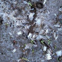 初冬/初霜/リミアの冬暮らし 昨日の午後(11月30日)、畑に2時過ぎ…(2枚目)