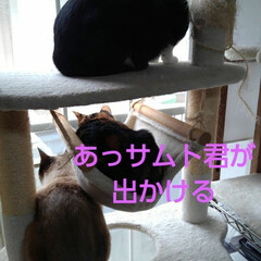 猫のいる生活/三姉弟猫/にゃんこ同好会/にゃんこ日めくり おはようございます🙀🙀🙀
暖かな朝　３月…(2枚目)