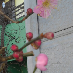春/花のある生活 我が家にも春が来ましたよ～🌸🌸🌸

紅梅…(2枚目)