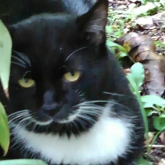 猫のいる暮らし/にゃんこ同好会/猫 台風の影響で涼しい朝でした
庭でくつろい…