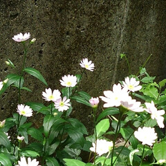 花のある生活 紗夢が出たいお庭の花達

紫陽花も蕾いっ…(4枚目)