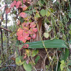 風景/リミアの冬暮らし 畑で見つけた綺麗な蔦の紅葉(2枚目)