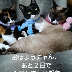 ねこのいる暮らし/にゃんこ同好会/ねこ おはようございます
今年もあとわずか2…