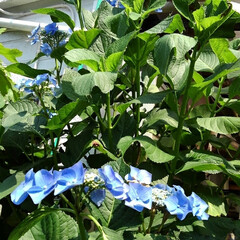 庭の花/雨季ウキフォト投稿キャンペーン/フォロー大歓迎 フェイジョアや紫陽花、百合が色鮮やかにな…(5枚目)