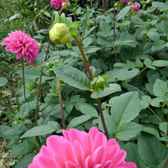 花/フォロー大歓迎 ピンクのダリアが咲いてました(1枚目)