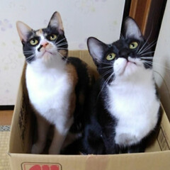 姉弟猫/仲良し/段ボール/いいね/ペット/ねこ/... 段ボール大好きな三匹
空き箱を見つけてす…(7枚目)