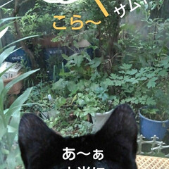 猫のいる生活/にゃんこ同好会/にゃんこ日めくり おはようございます
6月20日　土曜日で…(5枚目)