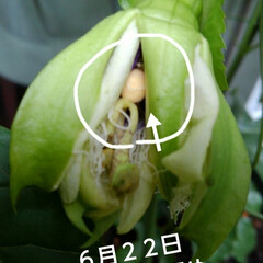 パッションフルーツ ３日前に２個めが開花(６月２０日)
そし…(2枚目)