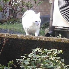 白猫/にゃんこ同好会 ご挨拶が済んで茶の間の窓辺から見ていると…(2枚目)