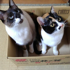 姉弟猫/仲良し/段ボール/いいね/ペット/ねこ/... 段ボール大好きな三匹
空き箱を見つけてす…(6枚目)