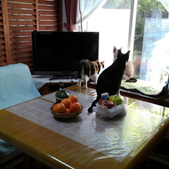 テーブル/秋の果物/りんご/我が家のテーブル 今テーブルの上からとてもいい匂い
りんご…(7枚目)