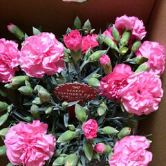 プレゼント/母の日 母の日のお花が娘達から届いた😄🌸💕🎵

…(2枚目)