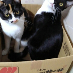 姉弟猫/仲良し/段ボール/いいね/ペット/ねこ/... 段ボール大好きな三匹
空き箱を見つけてす…(8枚目)