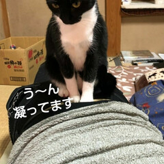 猫のいる生活/白黒猫/にゃんこ同好会 紗夢ちゃん　マッサージ出来ました🙀(4枚目)