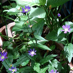 花のある生活 紗夢が出たいお庭の花達

紫陽花も蕾いっ…(5枚目)