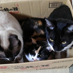 姉弟猫/仲良し/段ボール/いいね/ペット/ねこ/... 段ボール大好きな三匹
空き箱を見つけてす…(5枚目)