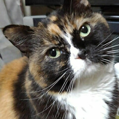 猫の気持ち/猫のいる暮らし/にゃんこ同好会/にゃんこ日めくり おはようございます🐱小町です
昨日に引…