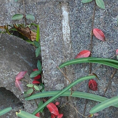 風景/リミアの冬暮らし 畑で見つけた綺麗な蔦の紅葉(3枚目)