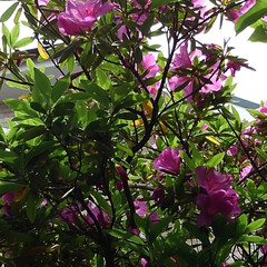 花のある生活 紗夢が出たいお庭の花達

紫陽花も蕾いっ…(2枚目)