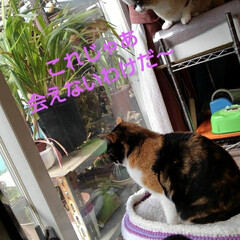 白猫/にゃんこ同好会 ご挨拶が済んで茶の間の窓辺から見ていると…(4枚目)