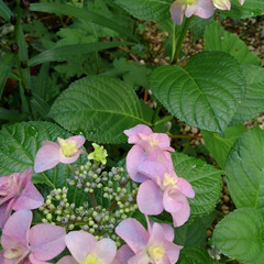 庭の花/雨季ウキフォト投稿キャンペーン/フォロー大歓迎 フェイジョアや紫陽花、百合が色鮮やかにな…(3枚目)