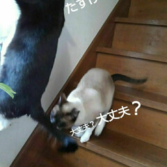 白黒猫/にゃんこ同好会 いたずら紗夢(6枚目)