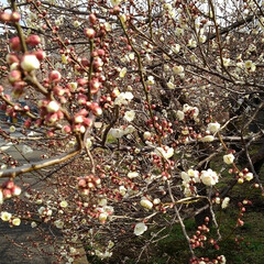 春/梅の花/お出かけ 昨日のお出かけで
満開の梅の花

見事に…(3枚目)