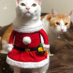 ペット/猫/にゃんこ同好会/クリスマス ミニスカサンタにゃん！後ろにはトナカイも…(1枚目)