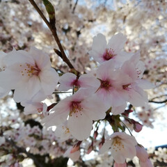 風景/春の一枚 桜が満開だぁ🌸
次女が初めての小学校学童…(1枚目)