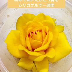 ハンドメイド/ドライフラワー/シリカゲル/薔薇/黄色 こちらは初めで咲いたひとつ目を
シリカゲ…(2枚目)