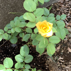 小薔薇 以前鉢植えで購入した黄色の小薔薇が
駄目…(4枚目)