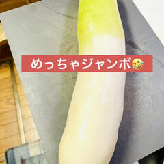 夕食/天ぷら/さつま芋/仕込み/ゆず大根 ジャンボサイズのさつま芋🍠と大根
どちら…(3枚目)
