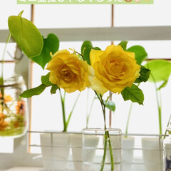 ガーデニング/黄色い薔薇 3年前に鉢植えで🪴購入したミニ薔薇が
昨…(2枚目)