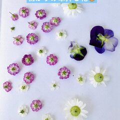 ドライ/押し花/かすみ草/マトリカリア/オキザリス/パンジー/... 3日前にお花を全部積んだのに
今日は、お…