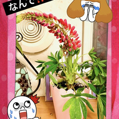 復活/ルピナス/栄養剤/メネデール/観葉植物/多肉植物 昨夜ハッと気がついたら🤭💦
ルピナスちゃ…