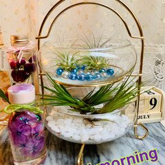 エアプランツ/100均/ダイソー/セリア/商品紹介/商品レビュー/... good morning🌱
カップスタ…