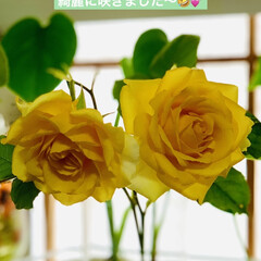 ガーデニング/黄色い薔薇 3年前に鉢植えで🪴購入したミニ薔薇が
昨…(1枚目)
