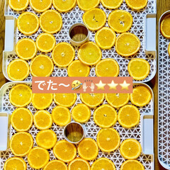 フードドライヤー/オレンジ/ドライフルーツ/ハンドメイド/手作り/ハンドメイド作品/... さっき輪切りにしたオレンジ🍊を
私の相…