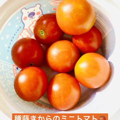 ミニトマト/初収穫/種蒔きからの栽培 4月に種蒔きをして
やっと赤く実り初収穫…(1枚目)