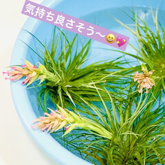 プール/エアプランツ/観葉植物 エアプランツちゃん💖
今日はプールに入れ…(2枚目)