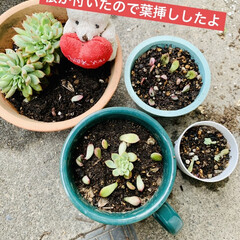 葉挿し/ガーデニング/多肉植物 ¥100均のヘラクレスが😱

この暖かさ…(8枚目)