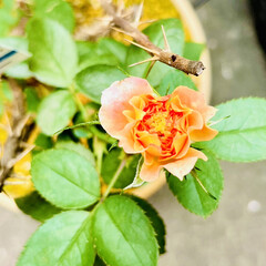 ガーデニング/ガーデン/ピンクが白になった/プリンセスオブインフィニティ/ピュアポエトリー/薔薇が咲いたよ 今年の5月に薔薇祭で購入した
ピュアポエ…(2枚目)