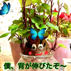アボガド/水栽培/さつま芋🍠/七夕インテリア/おしゃれ/七夕飾り/... good morning🌱
どんどん身長…