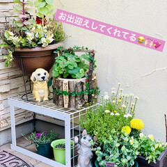 寄せ植え/オキザリス/entrance/インテリア/オレガノ/ダイソー/... いつも行くダイソーさんと違う所で
大きめ…