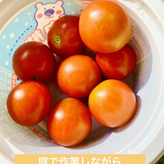 ミニトマト/初収穫/種蒔きからの栽培 4月に種蒔きをして
やっと赤く実り初収穫…(2枚目)