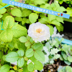 ガーデニング/ガーデン/ピンクが白になった/プリンセスオブインフィニティ/ピュアポエトリー/薔薇が咲いたよ 今年の5月に薔薇祭で購入した
ピュアポエ…(6枚目)