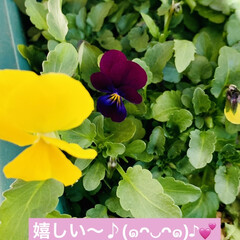 暮らしを楽しむ/紫/黄色/ビオラ/初咲き/種まき 昨年の9月13日に初種まきをしました。
…(3枚目)