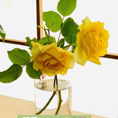 ガーデニング/黄色い薔薇 3年前に鉢植えで🪴購入したミニ薔薇が
昨…(3枚目)